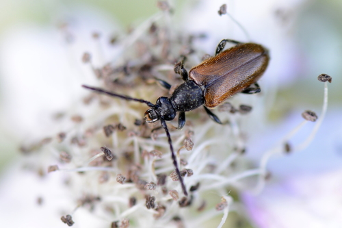 Pseudovadonia livida