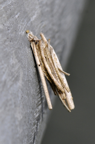 Psychidae