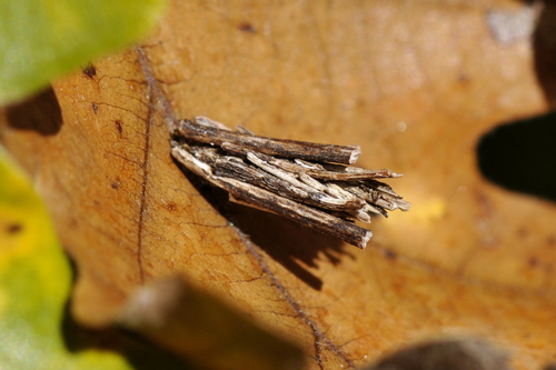 Psychidae