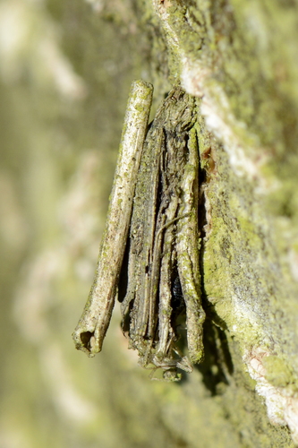 Psychidae
