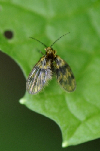 Psychodidae