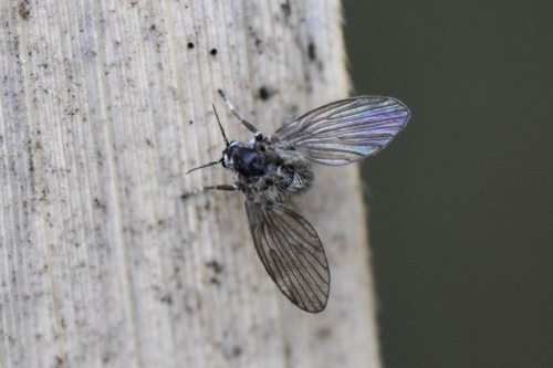 Psychodidae