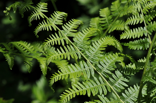 Pteridium aquilinum