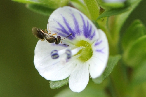 Pteromalidae Pteromalidae