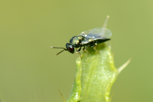 Pteromalidae Pteromalidae