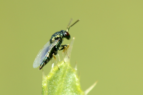 Pteromalidae Pteromalidae