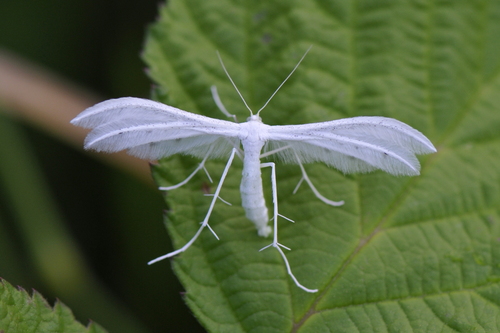 Pterophorus pentadactyla