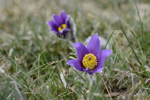 Pulsatilla vulgaris