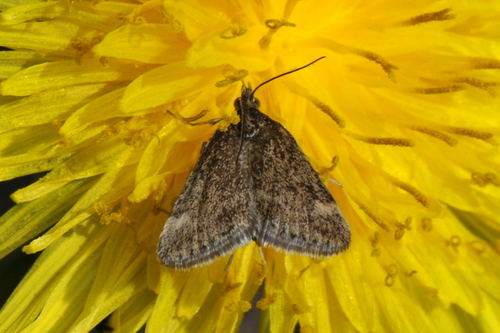 Pyrausta despicata