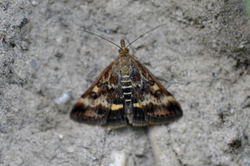 Pyrausta despicata