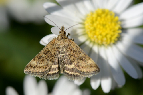 Pyrausta despicata