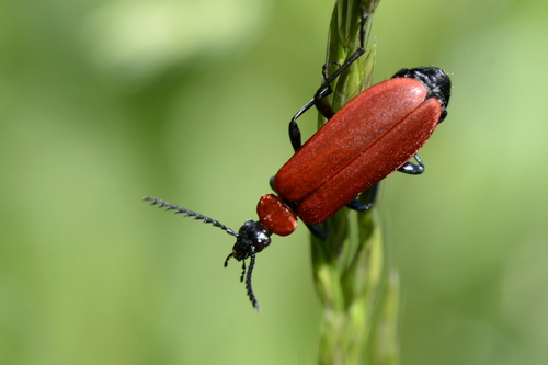 Pyrochroa coccinea