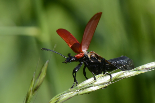 Pyrochroa coccinea