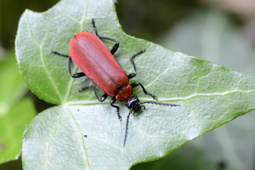 Pyrochroa coccinea
