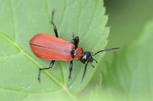 Pyrochroa coccinea