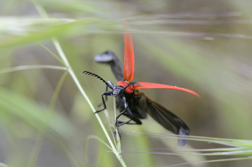 Pyrochroa coccinea
