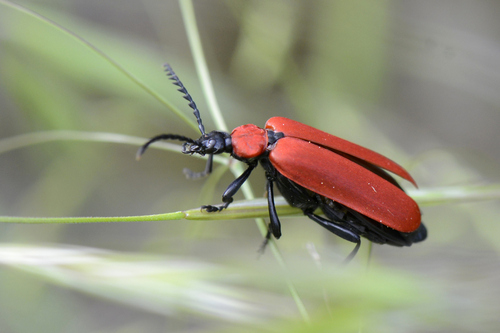 Pyrochroa coccinea