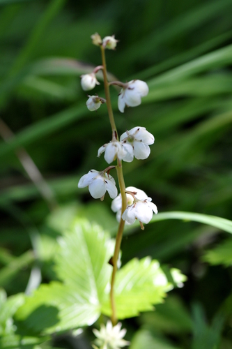 Pyrola