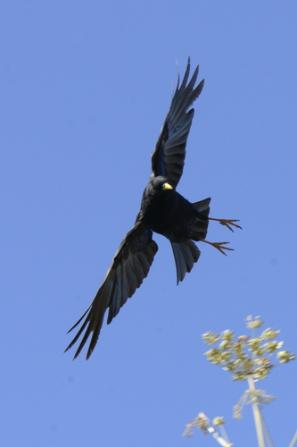 Pyrrhocorax graculus