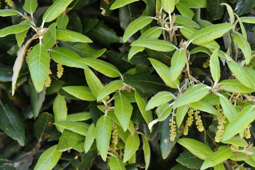 Quercus ilex