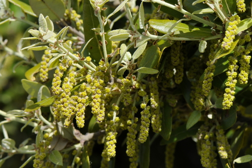 Quercus ilex