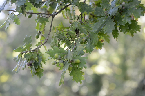 Quercus robur