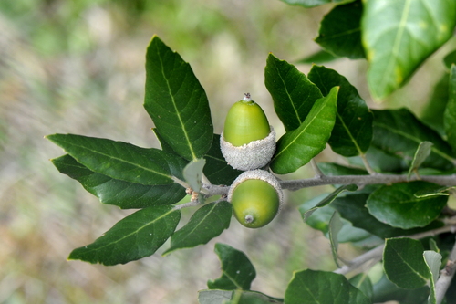 Quercus suber