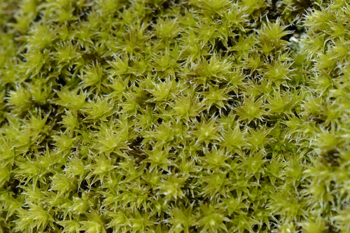 Racomitrium
