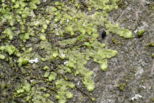 Radula complanata