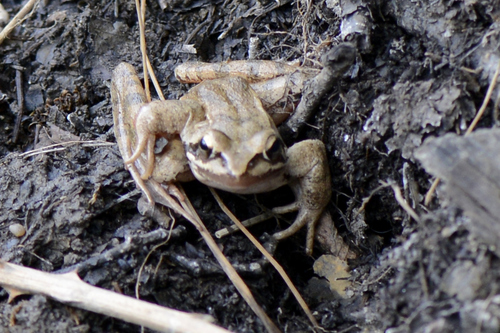 Rana dalmatina