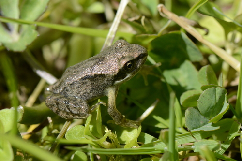 Rana temporaria