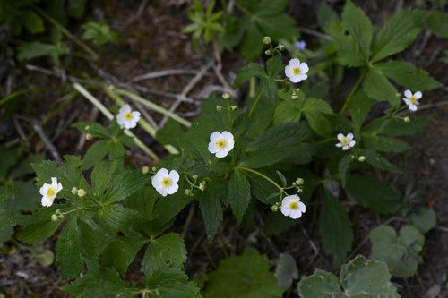 Ranunculus aconitifolius