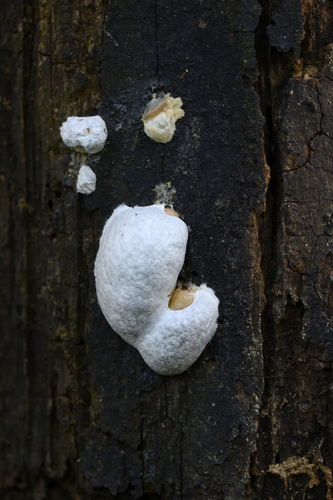 Reticularia
