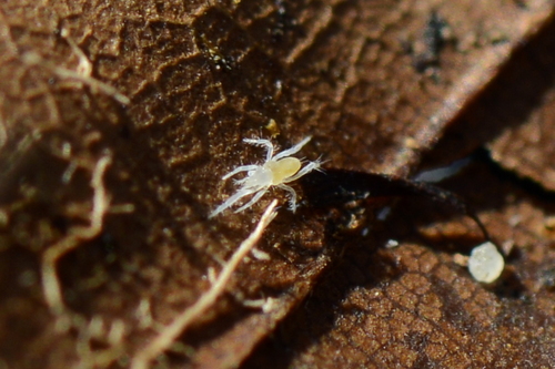 Rhagidiidae