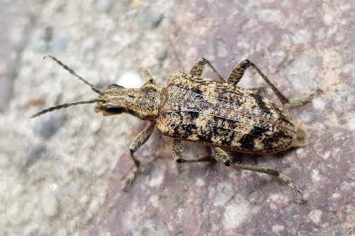 Rhagium inquisitor