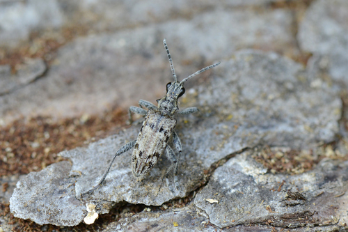 Rhagium inquisitor