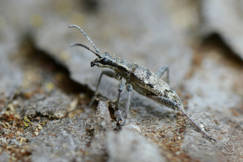 Rhagium inquisitor