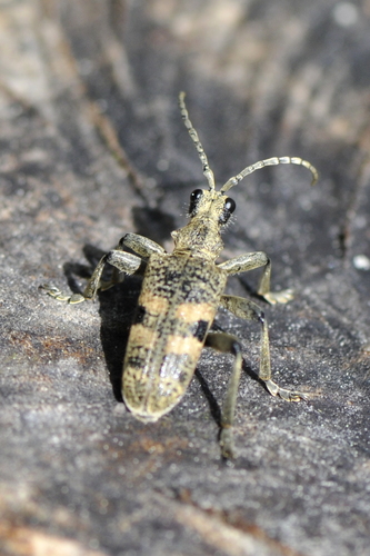 Rhagium mordax