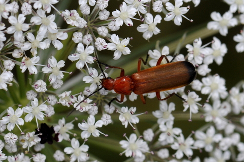 Rhagonycha fulva