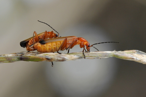 Rhagonycha fulva