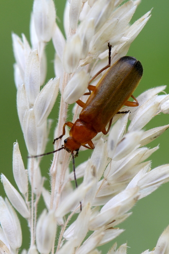 Rhagonycha fulva