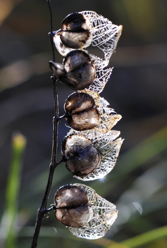 Rhinanthus