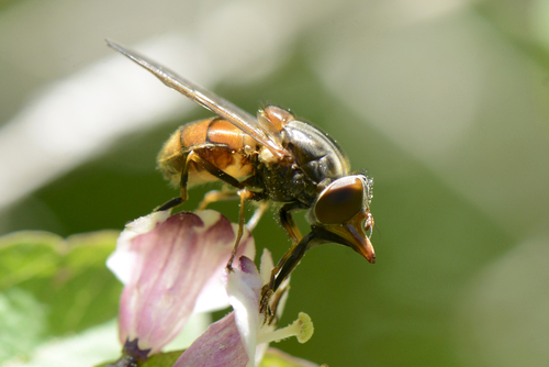 Rhingia campestris