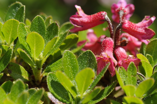 Rhododendron hirsutum