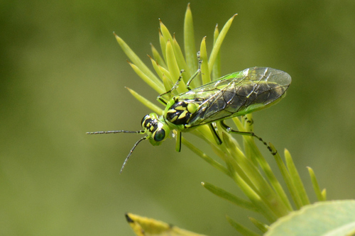 Rhogogaster chlorosoma