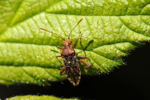 Rhopalus subrufus