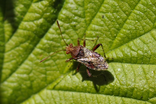 Rhopalus subrufus