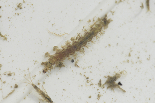 Rhyacophila