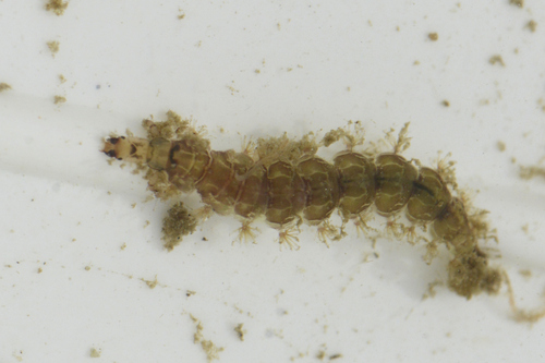 Rhyacophila