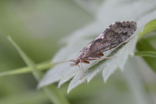 Rhyacophila